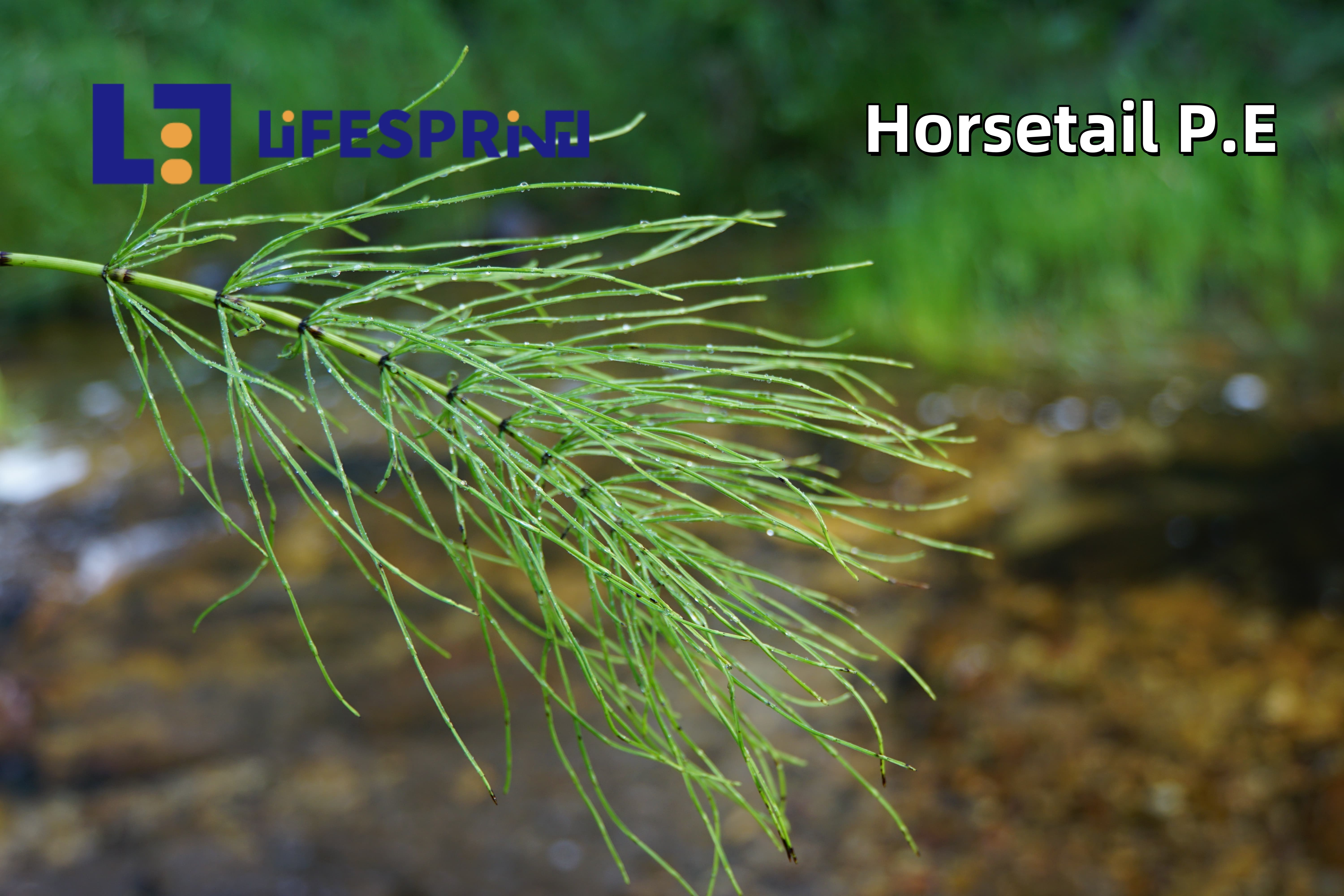 Horsetail Extract