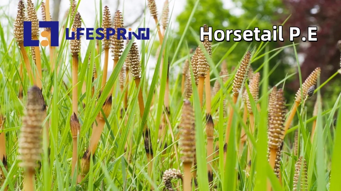Horsetail Extract