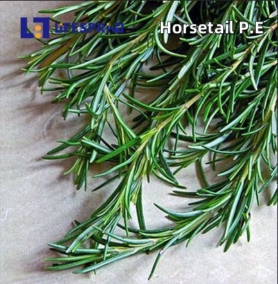 Horsetail Extract