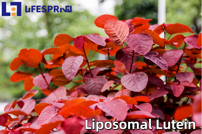 Liposomal Lutein