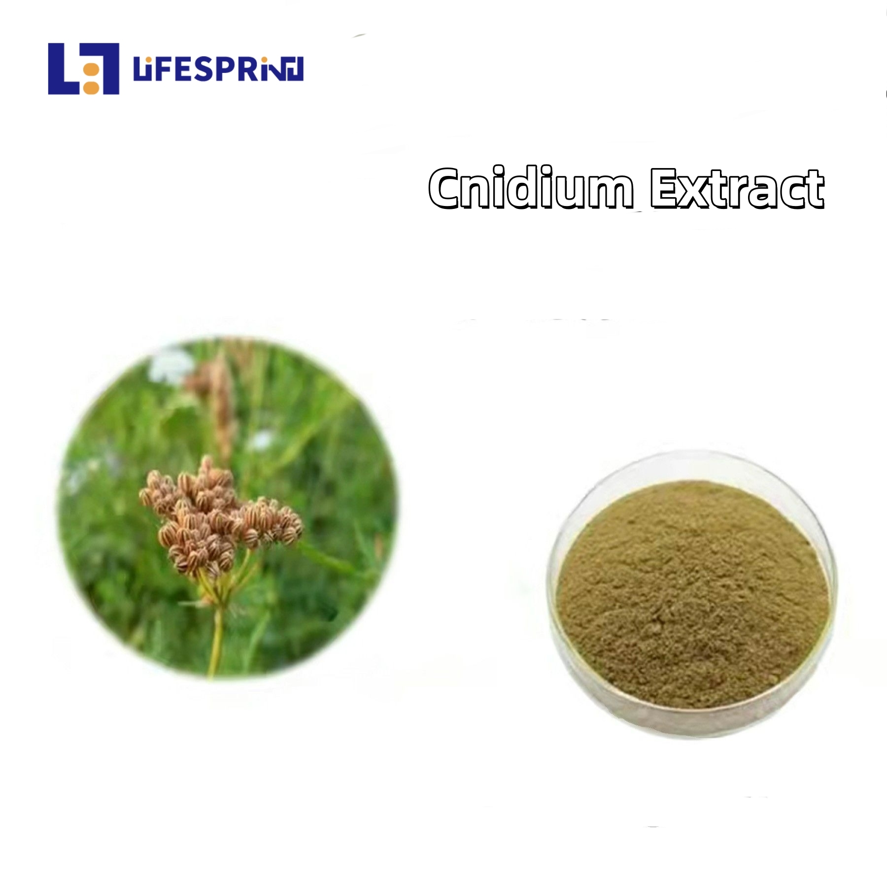 Cnidium Extract