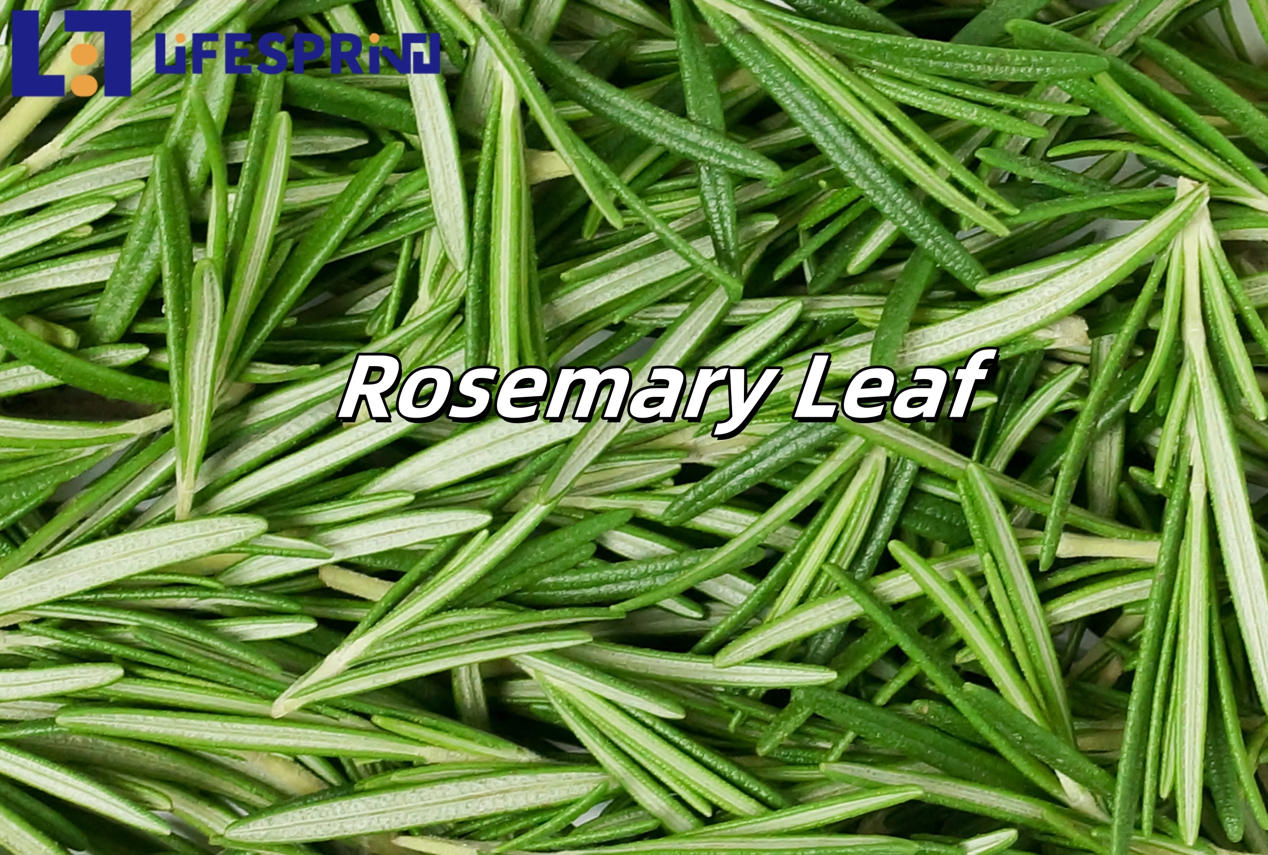 Rosemary Leaf