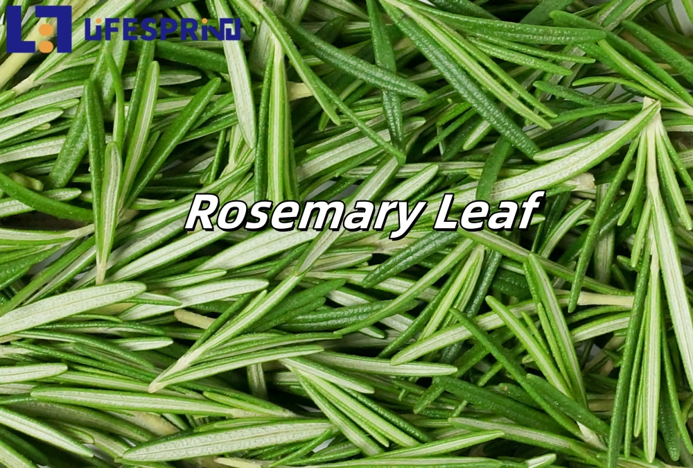 Rosemary Leaf
