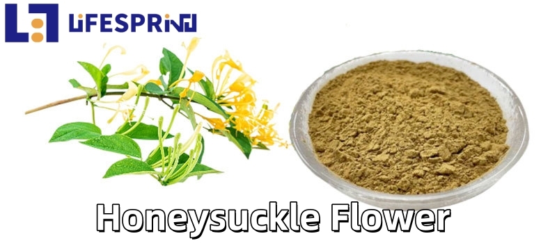 Honeysuckle Flower