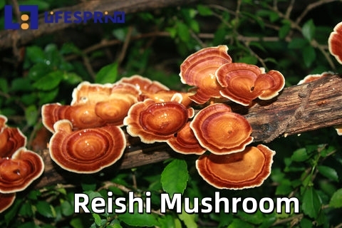 Reishi Mushroom