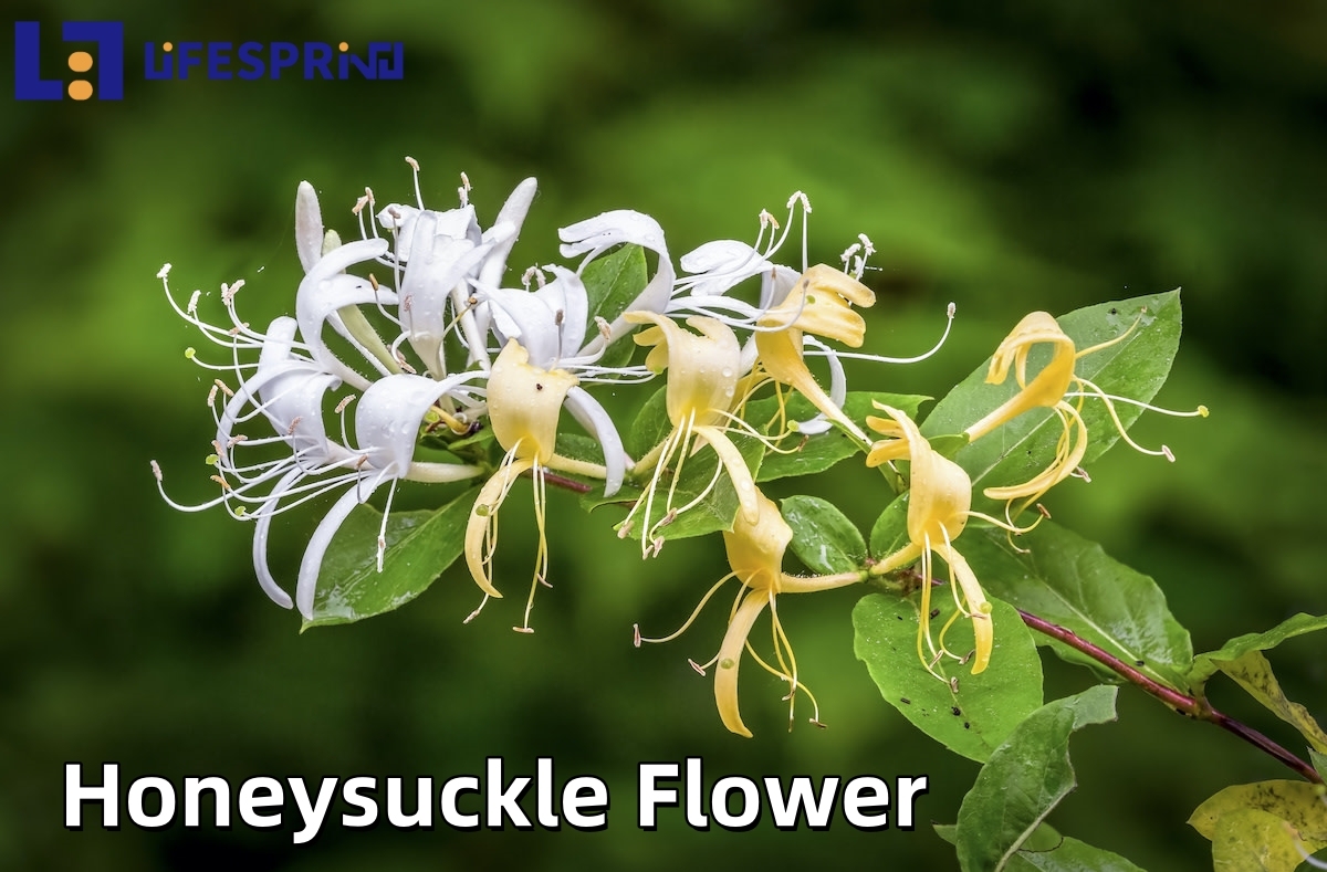 Honeysuckle Flower
