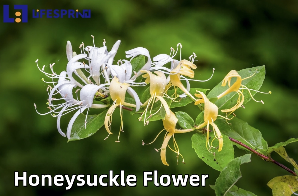 Honeysuckle Flower