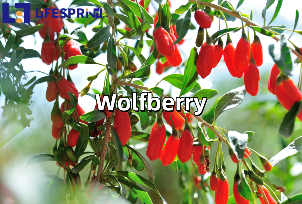 Wolfberry Extract