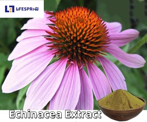 Echinacea Extract