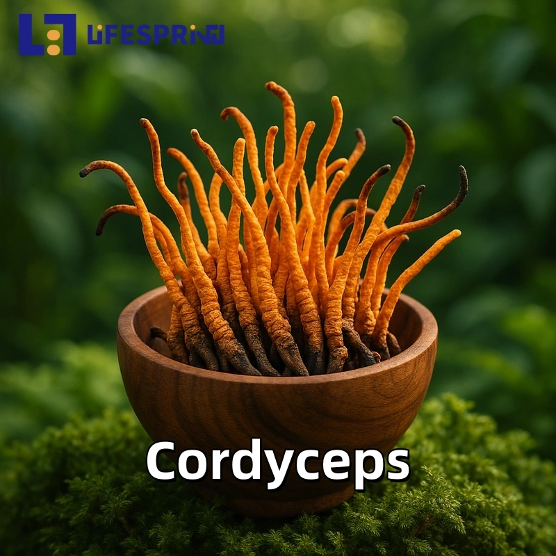 Cordyceps Extract