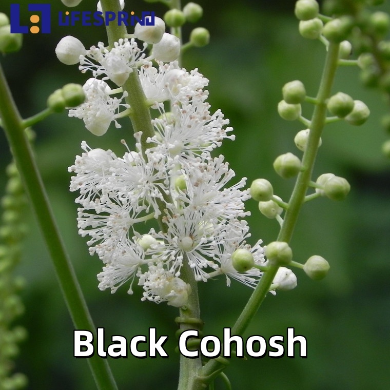 Black Cohosh 