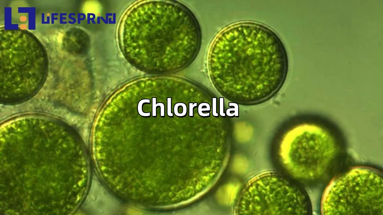 Chlorella Powder