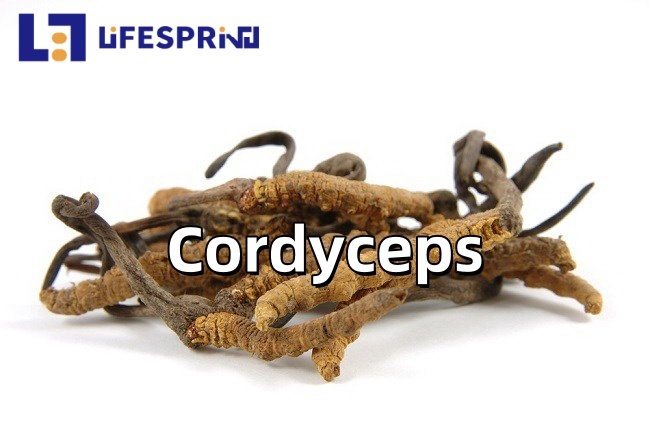 Cordyceps Extract