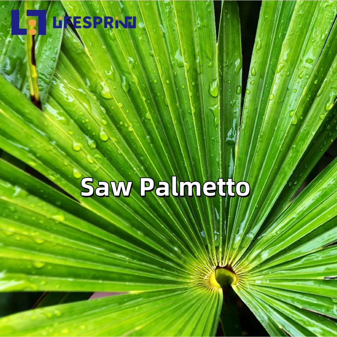 Saw Palmetto Extract