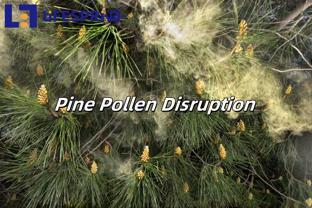 Pine Pollen Disruption Powder