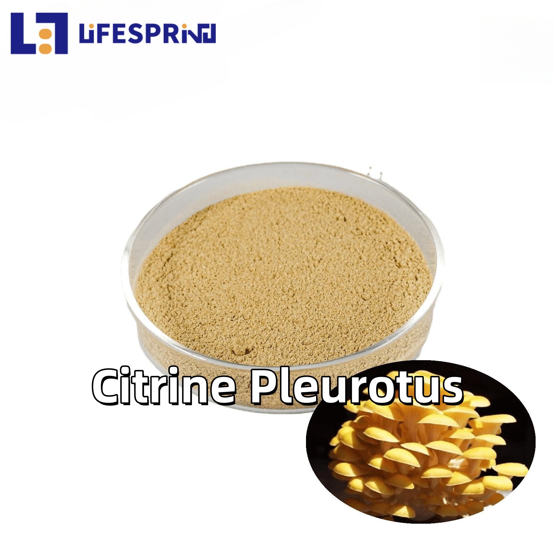 Cordyceps Extract