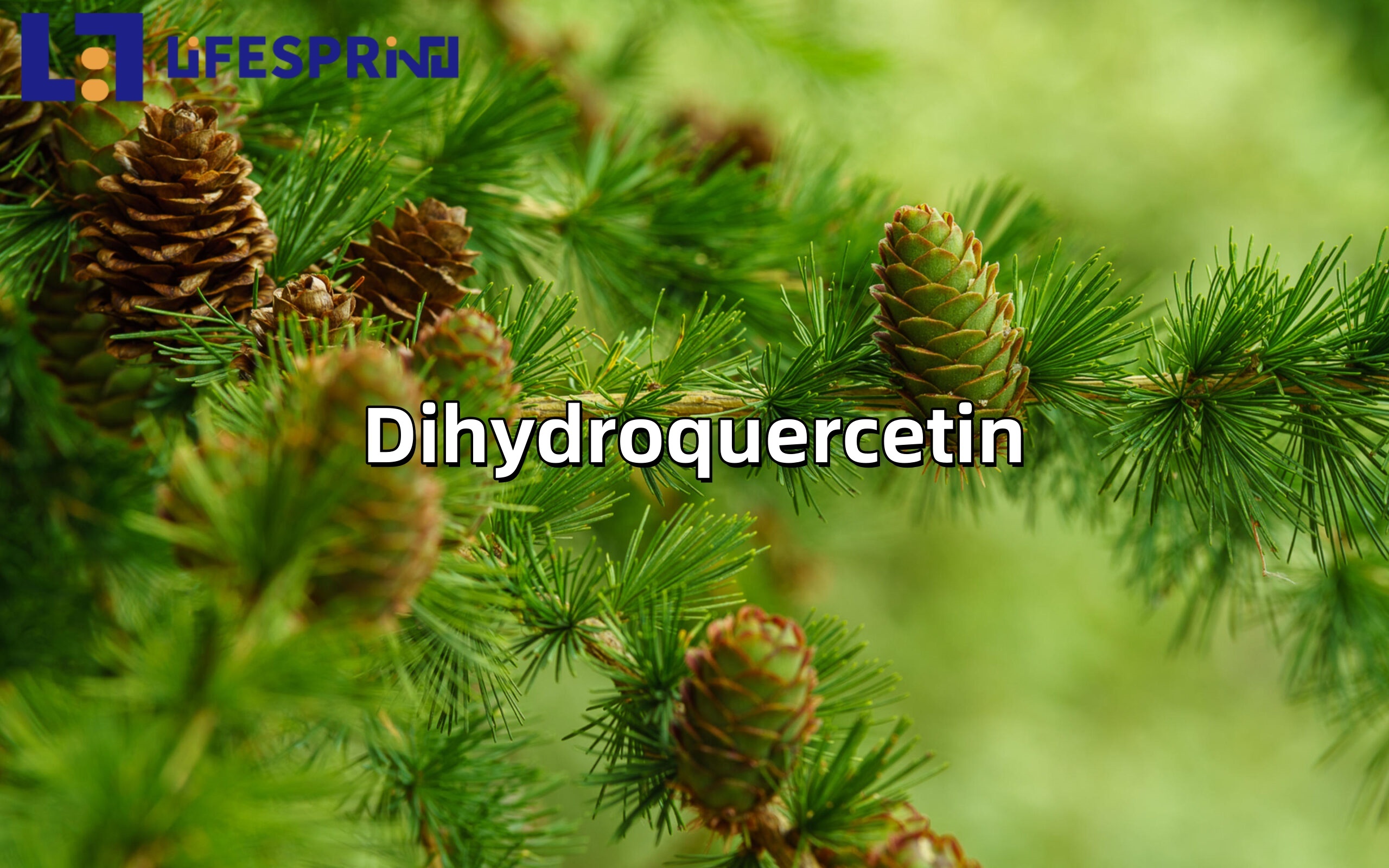 Dihydroquercetin 
