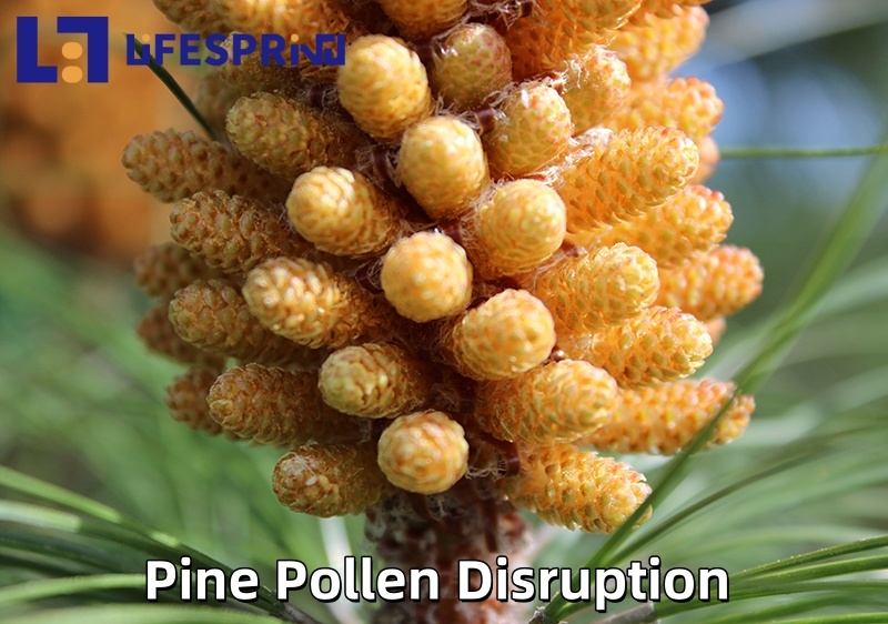 Pine Pollen Disruption Powder