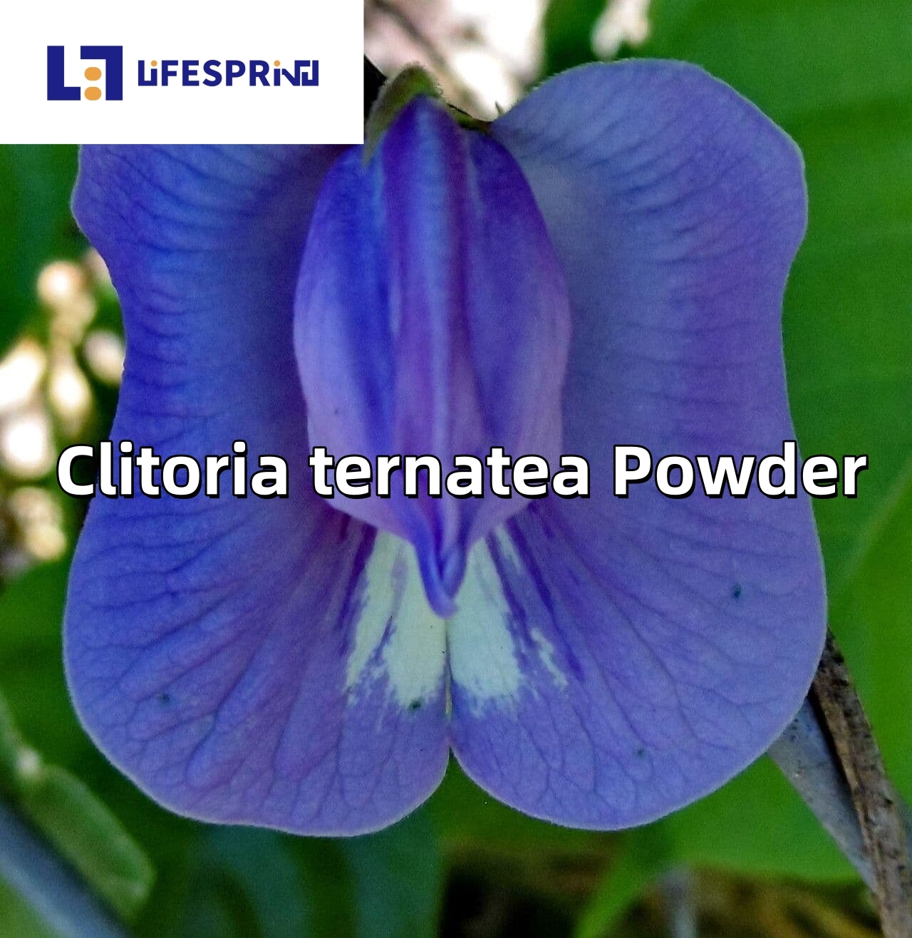 Clitoria ternatea Powder