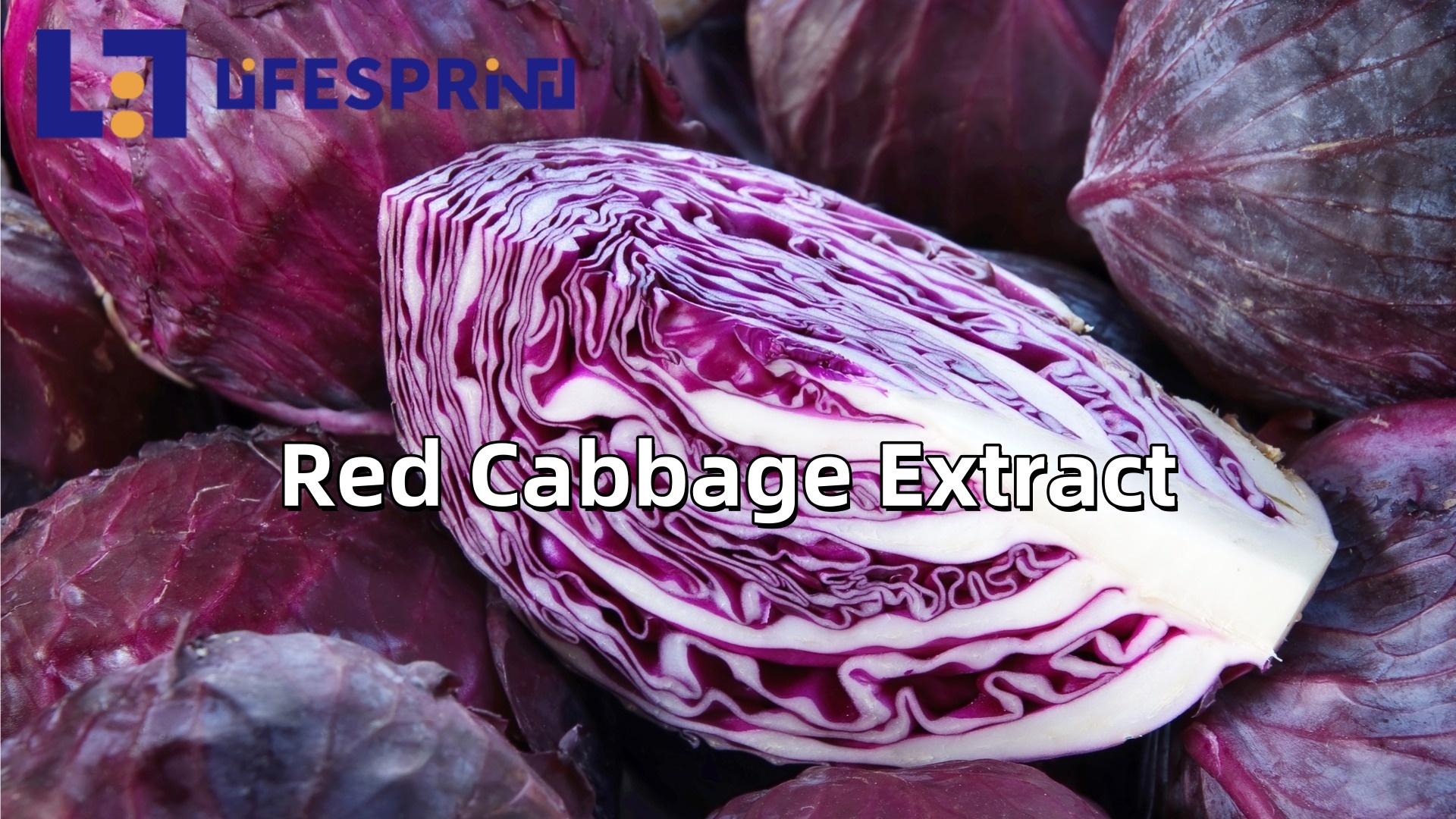 Red Cabbage Extract