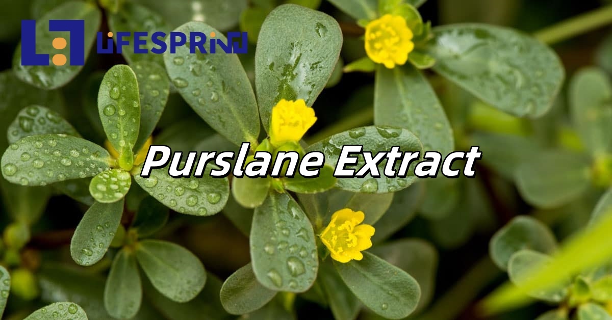 Purslane Extract