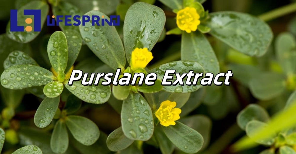 Purslane Extract