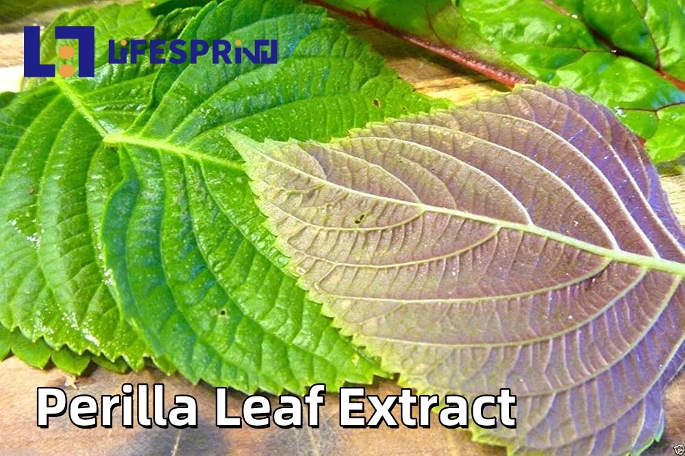 Perilla Leaf Extract