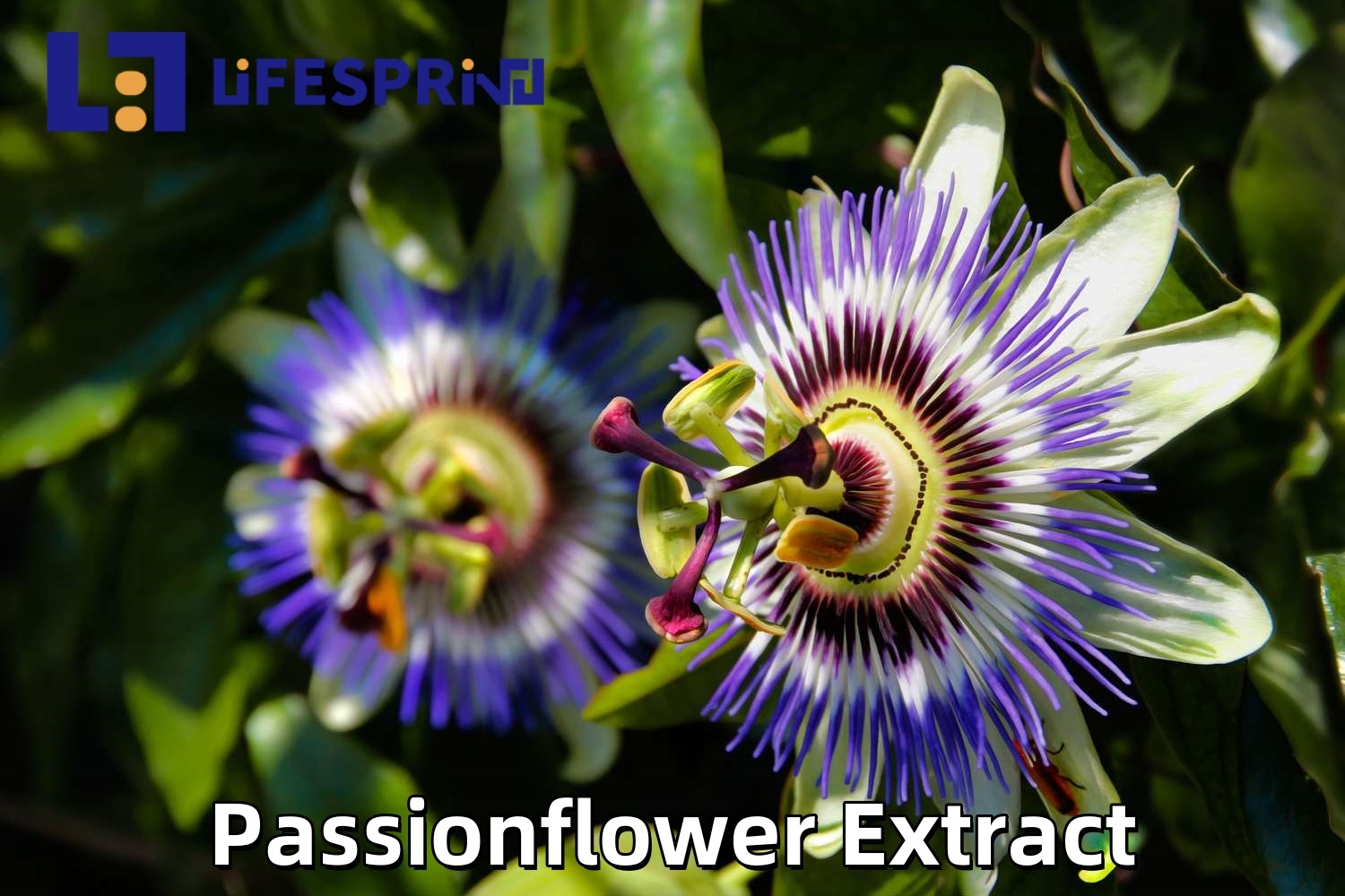 Passionflower Extract