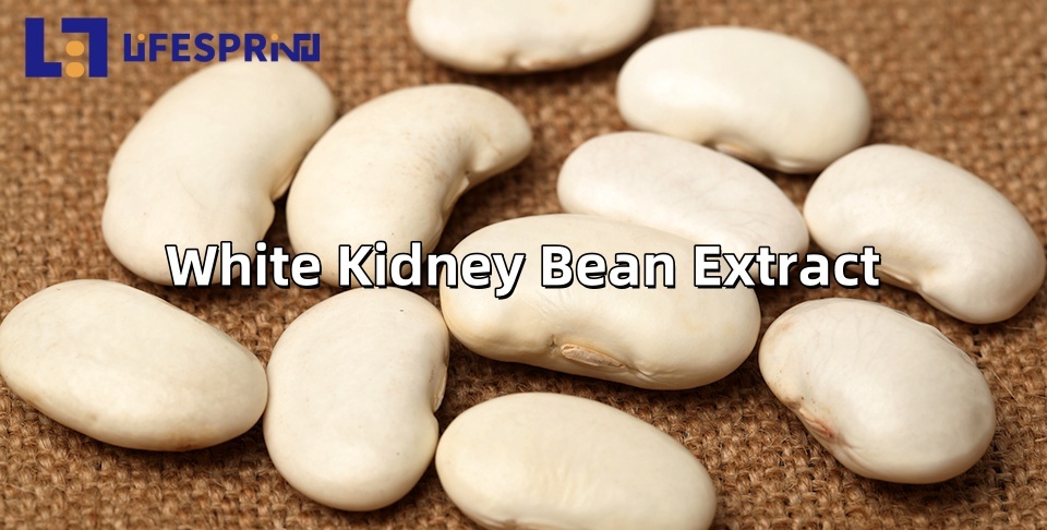 White Kidney Bean Extract