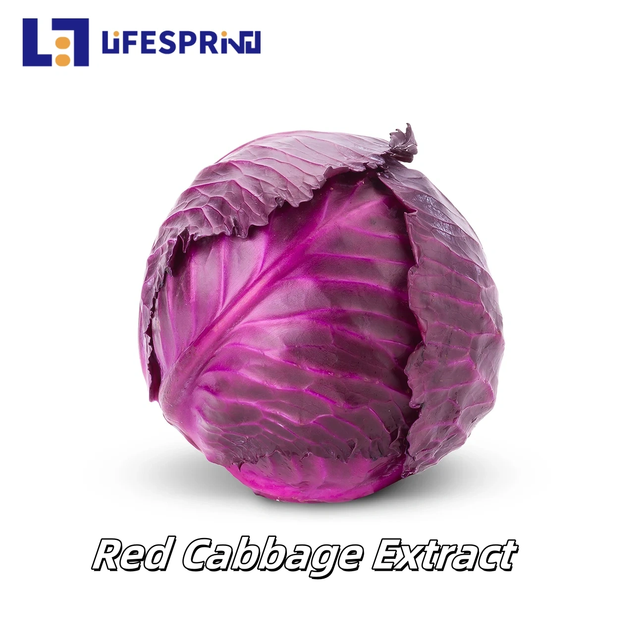 Red Cabbage Extract