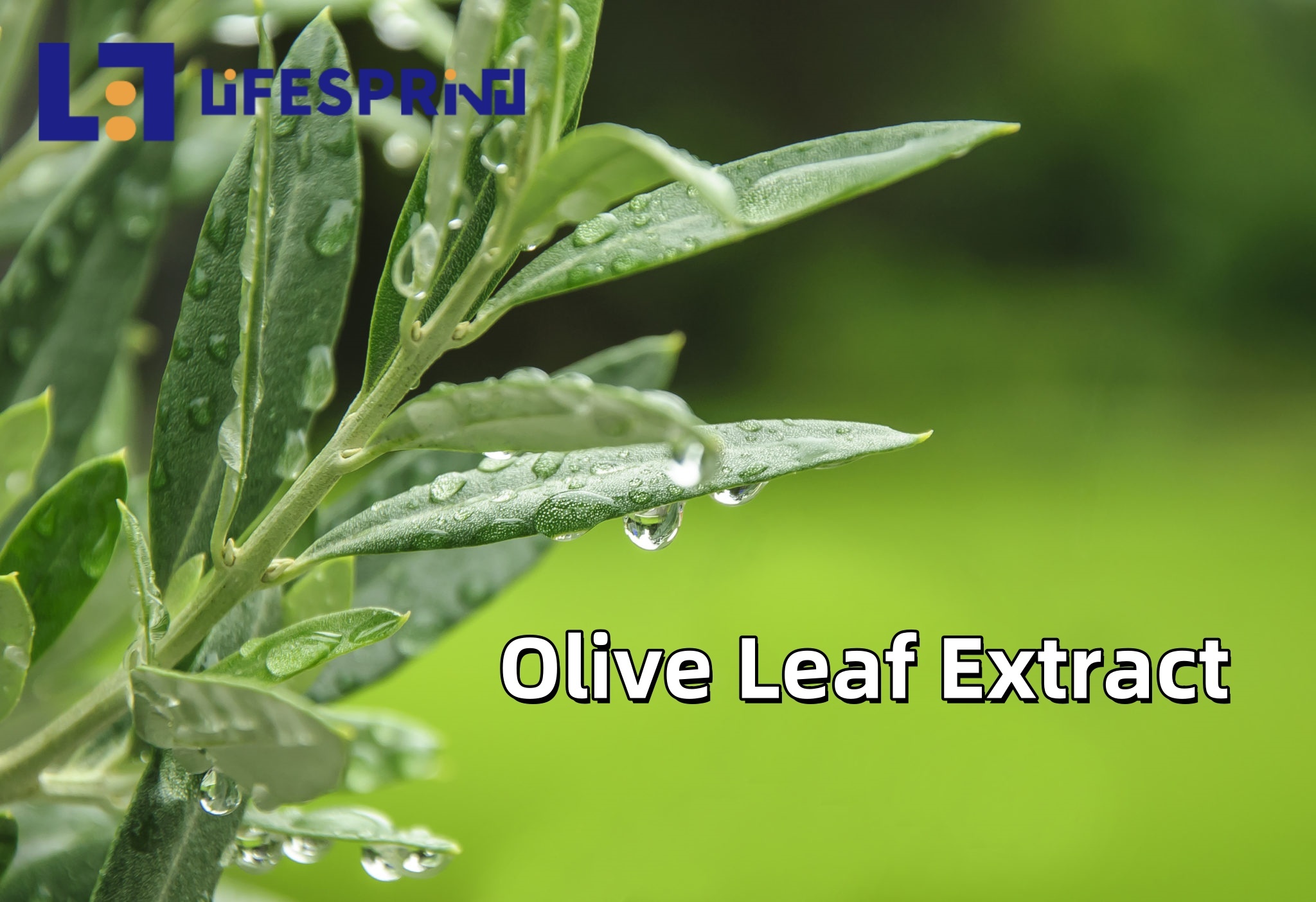 Olive Leaf Extract