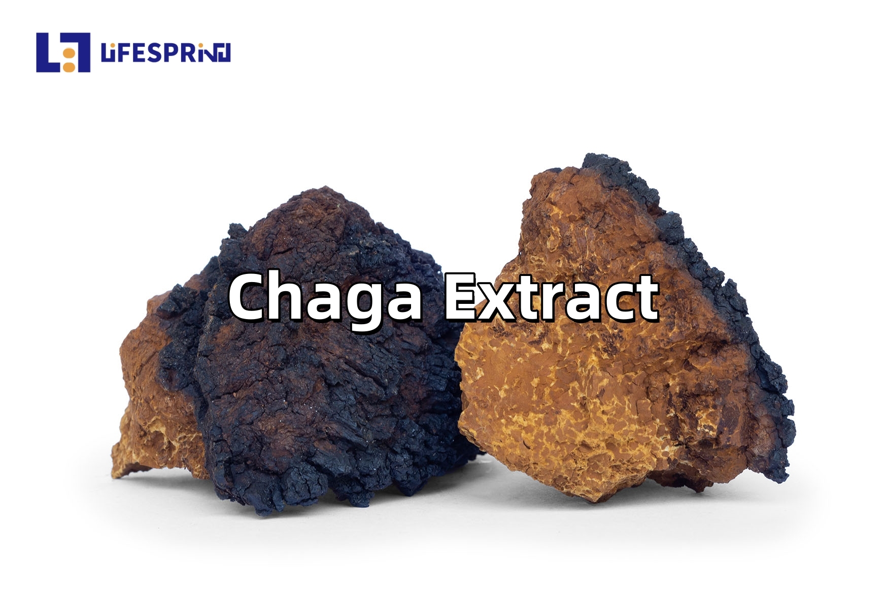 Chaga Extract
