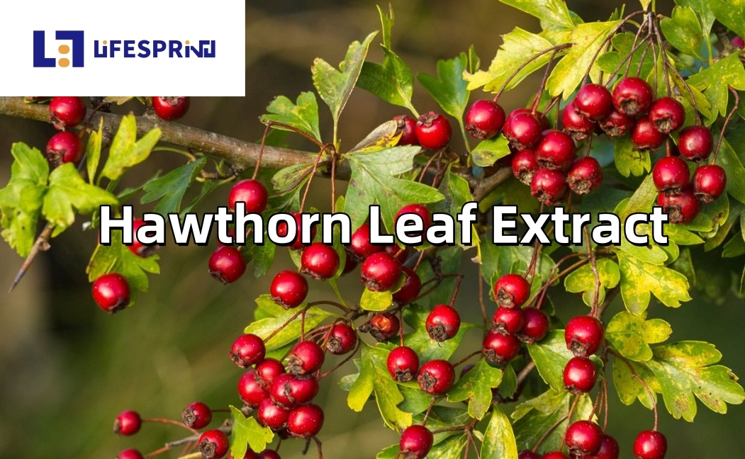 Hawthorn Leaf Extract
