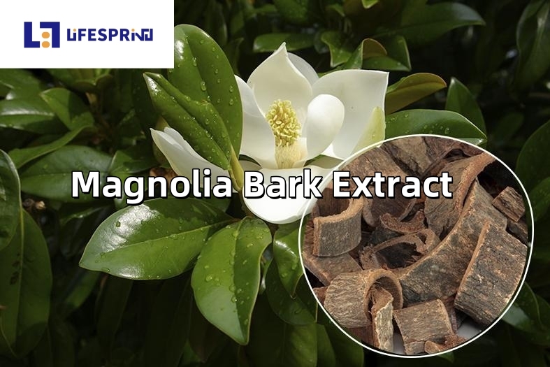 Magnolia Bark Extract