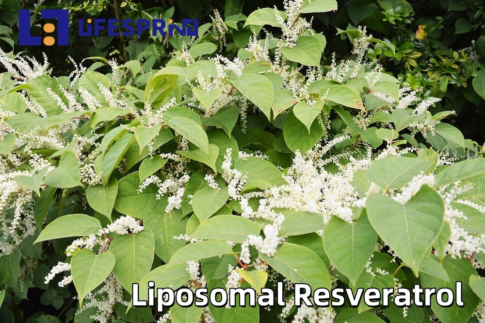 Liposomal Resveratrol