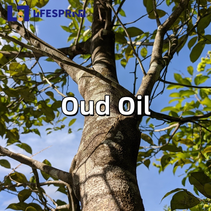 Oud Oil