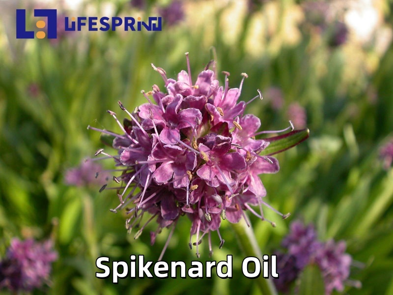 Spikenard Oil