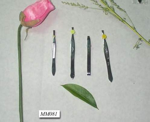 BEAUTY TWEEZER style 2