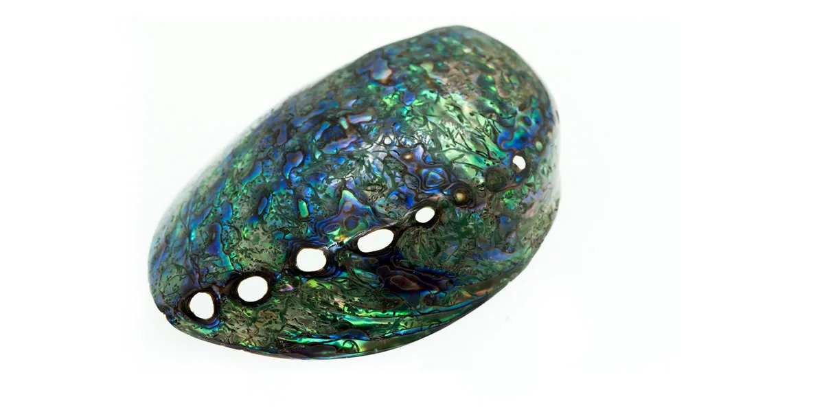 Abalone Shell
