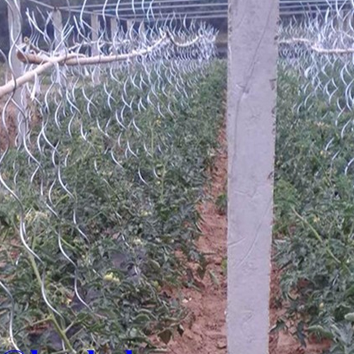 Glavanized Tomato Support Plant