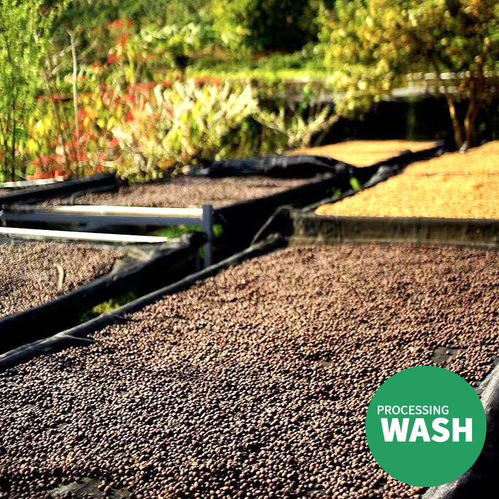 Wash   02