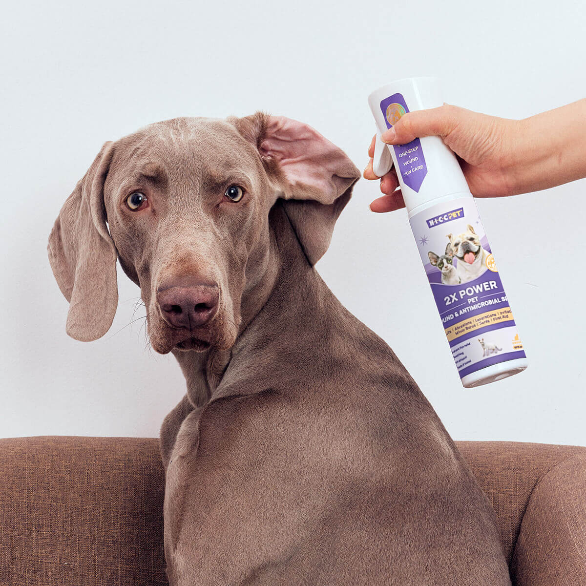 The Surprising Benefits of Hypochlorous Acid for Your Dog's Skin Health