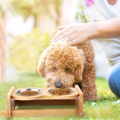 Elevated Dog Bowls with Mat-Adjustable Raised Dog Bowls Stand