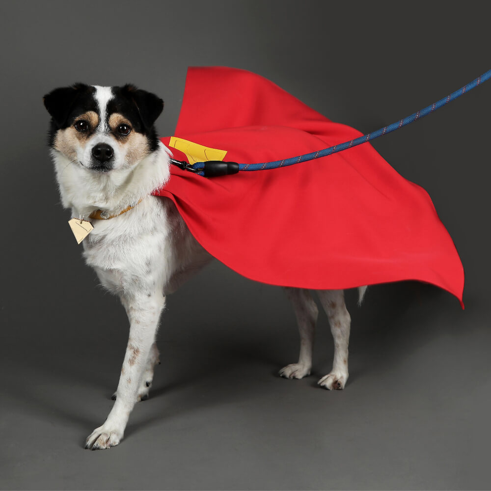 Krypto the Superdog Cosplay Costume Comic Superhero Dog Pet Puppy Halloween Suit Takerlama