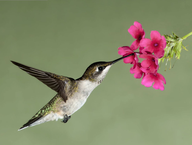 Hummingbird