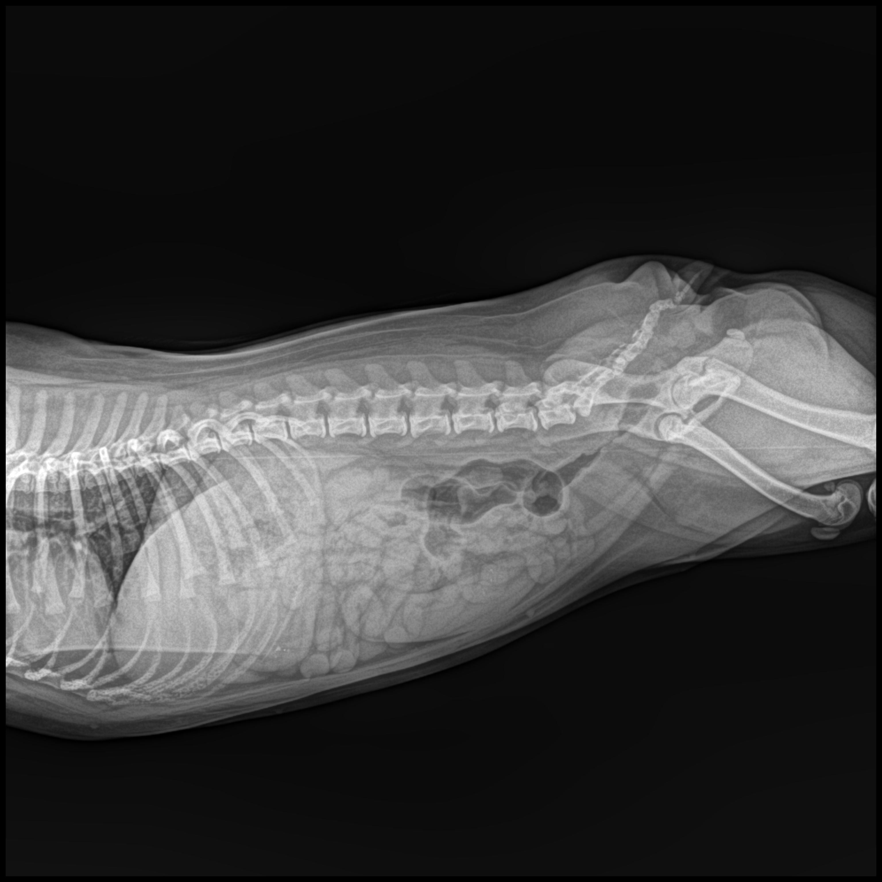 High Performance Digital X Ray Machine