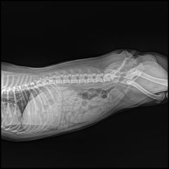 High Performance Digital X Ray Machine