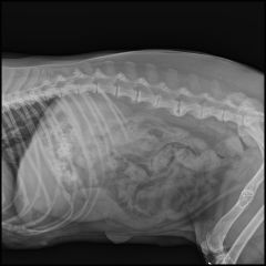 High Performance Digital X Ray Machine