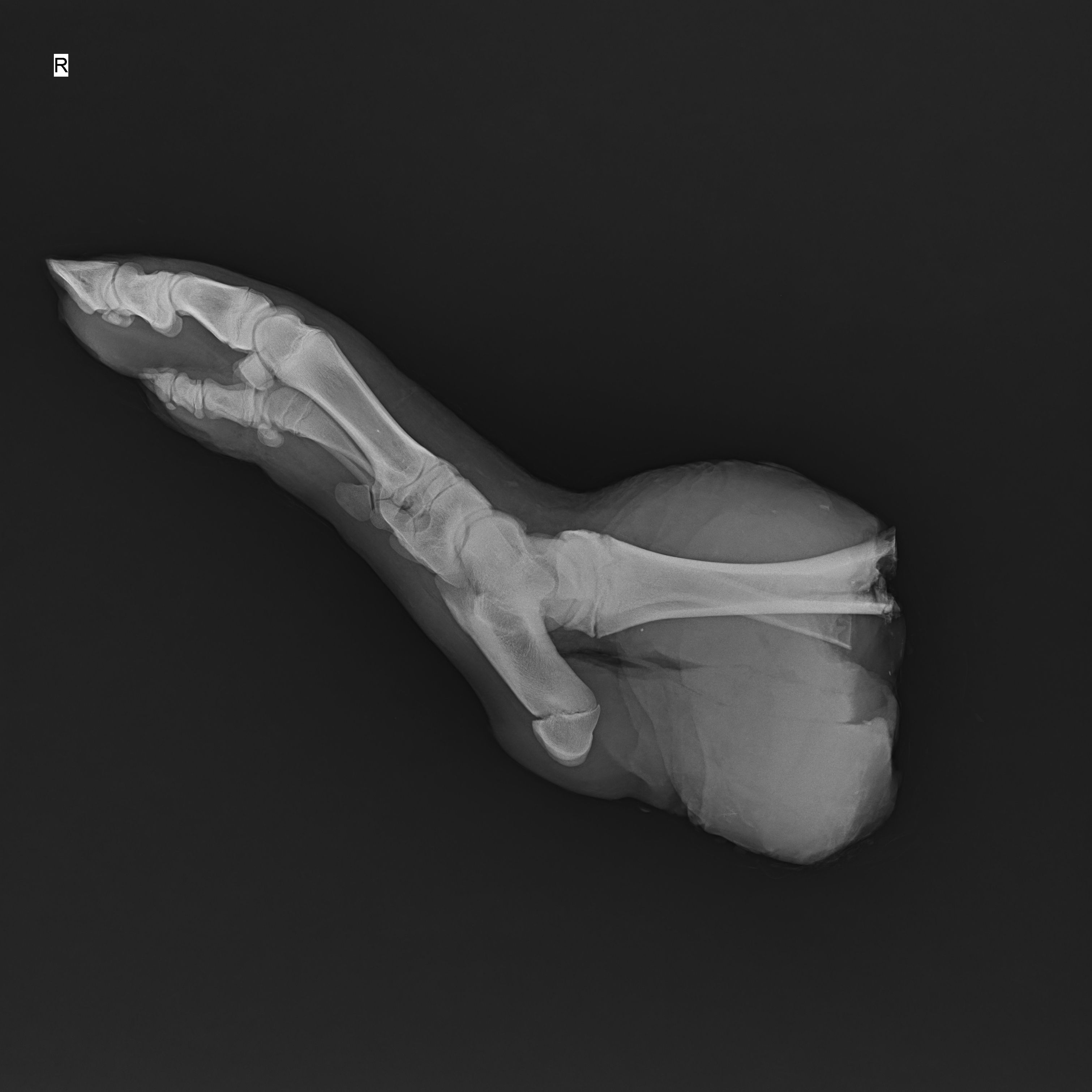 High Performance Digital X Ray Machine