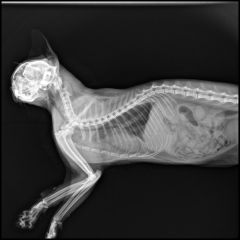 High Performance Digital X Ray Machine